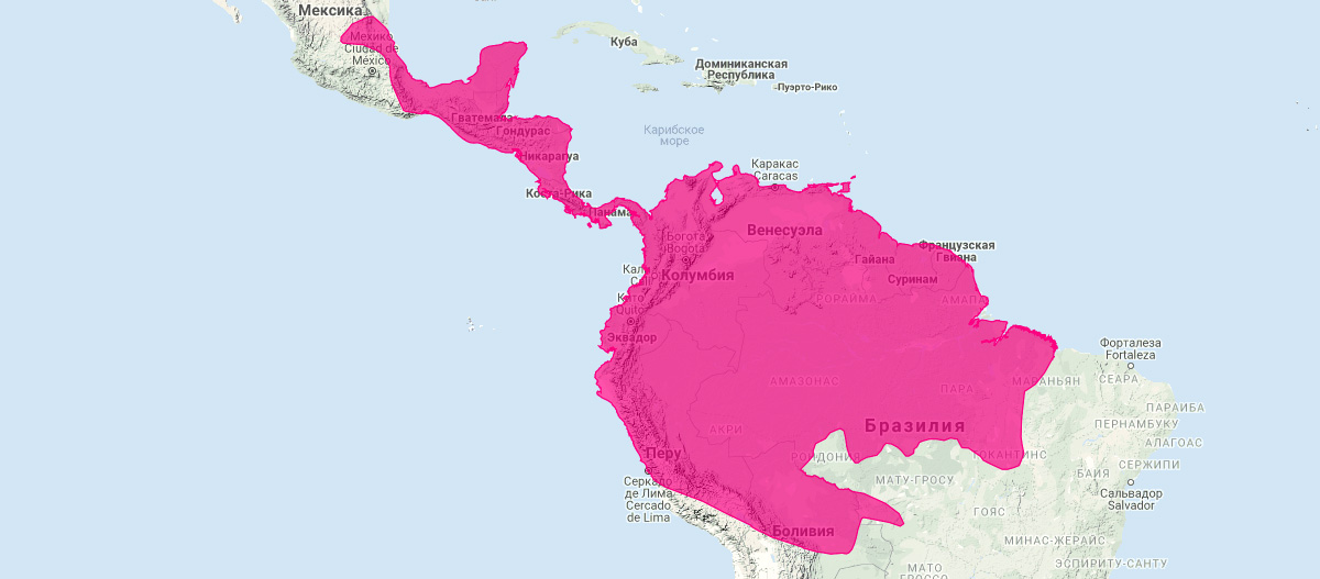 Южный опоссум (Didelphis marsupialis) Ареал обитания на карте