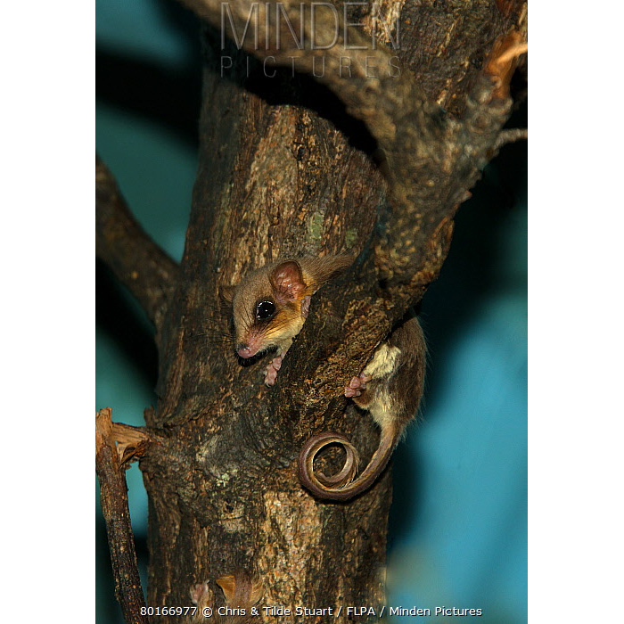 Перьехвостый кускус (Distoechurus pennatus) Фото №4