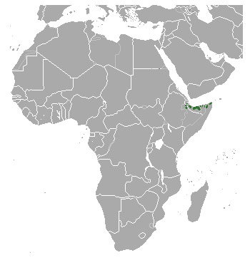 Dorcatragus megalotis Ареал обитания на карте