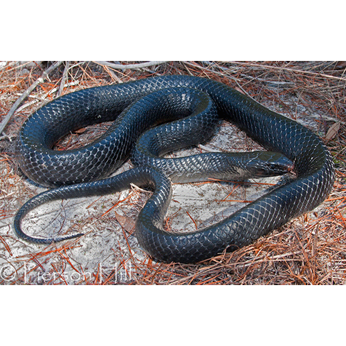  Род Индиговые змеи  фото