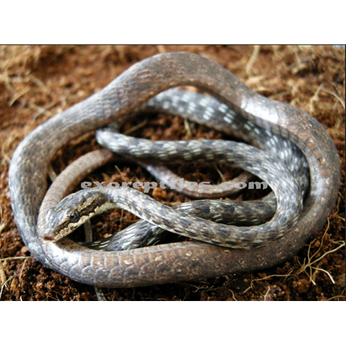  Род Килебрюхие кнутовидные змеи  фото