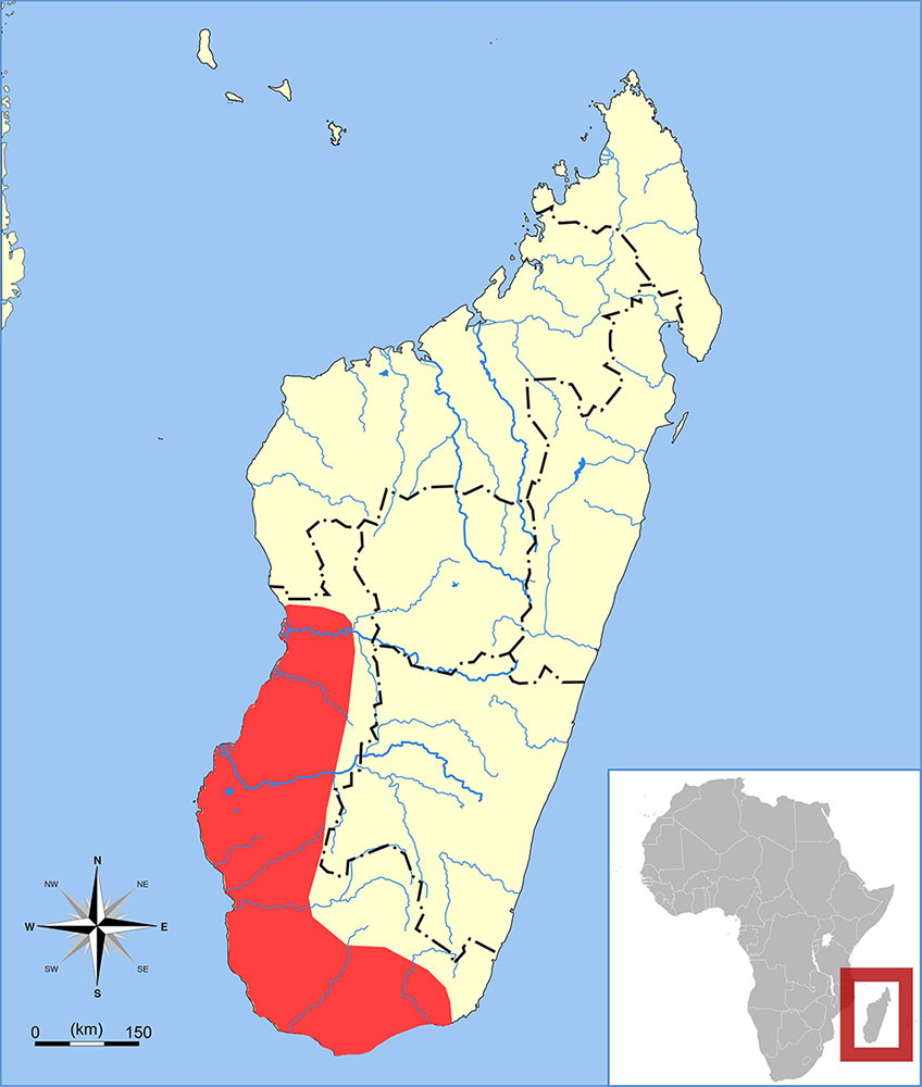 Echinops telfairi Ареал обитания на карте