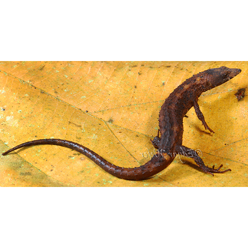 Род Echinosaura  фото
