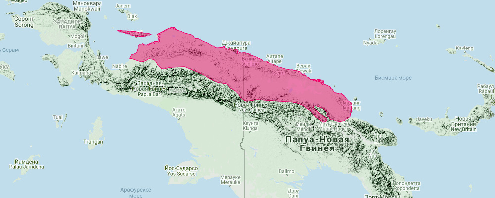 Колючий бандикут (Echymipera clara) Ареал обитания на карте