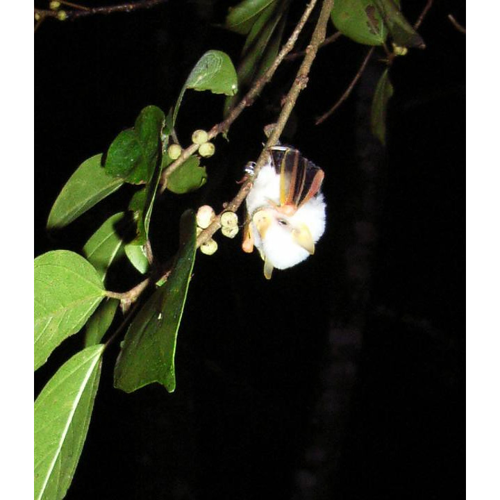 Белый листонос (Ectophylla alba) Фото №4