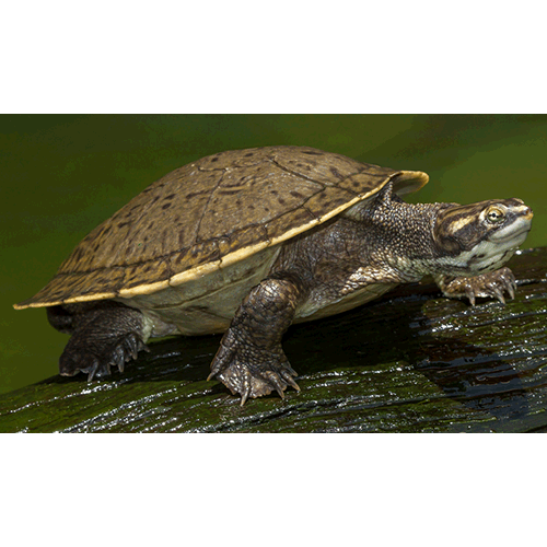  Род Короткошеие (короткошейные) черепахи  фото