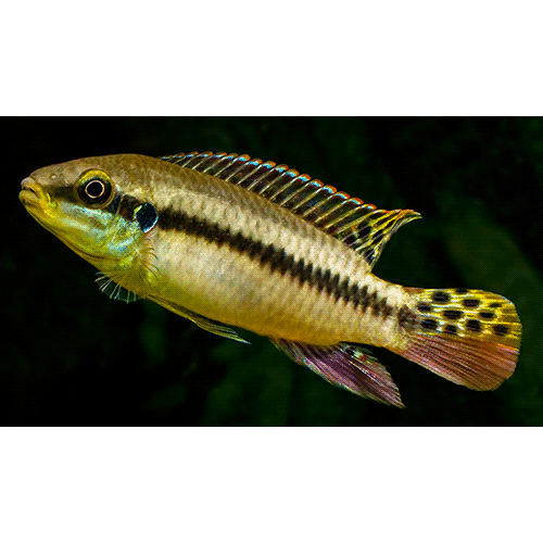 Род Enigmatochromis фото
