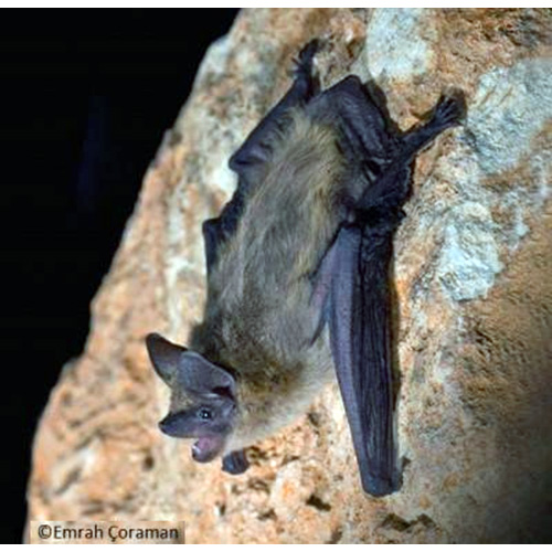 Anatolian Serotine Bat (Eptesicus anatolicus) Фото №2