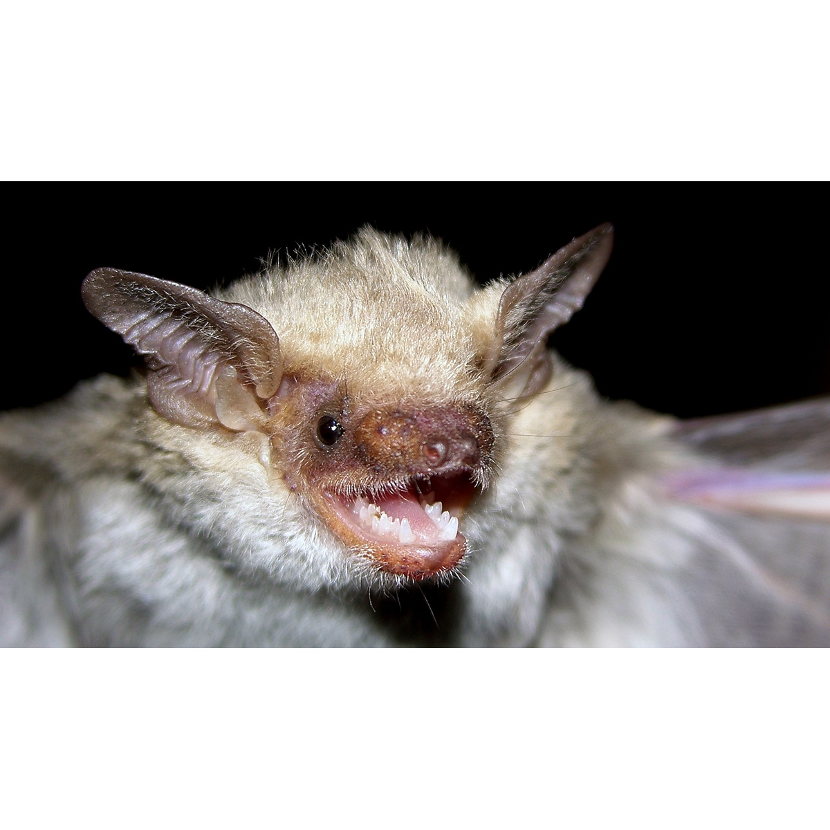 Anatolian Serotine Bat (Eptesicus anatolicus) Фото №5