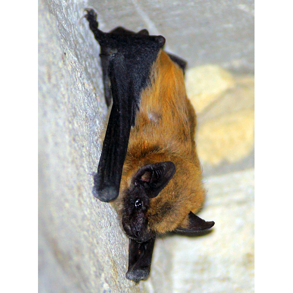 Anatolian Serotine Bat (Eptesicus anatolicus) Фото №1