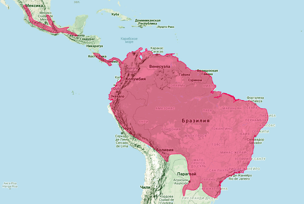 Бразильский кожан (Eptesicus brasiliensis) Ареал обитания на карте