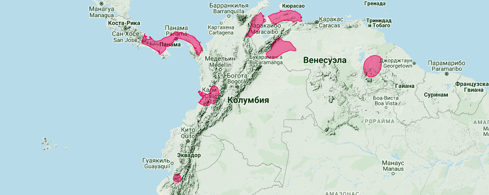 Панамский кожан (Eptesicus chiriquinus) Ареал обитания на карте