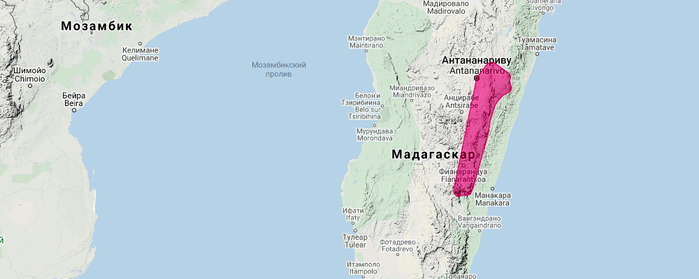 Malagasy Serotine (Eptesicus matroka) Ареал обитания на карте