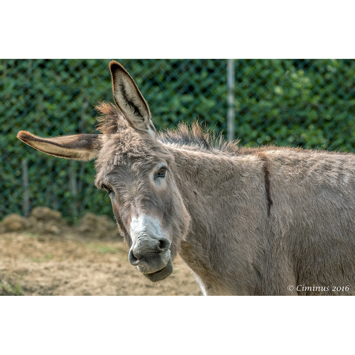 Дикий осёл (Equus africanus) Фото №10