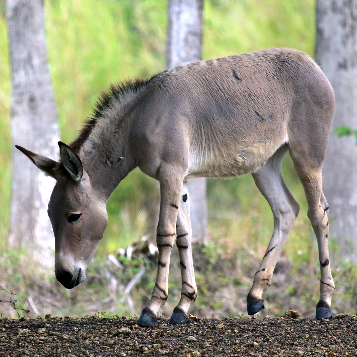 Дикий осёл (Equus africanus) Фото №2