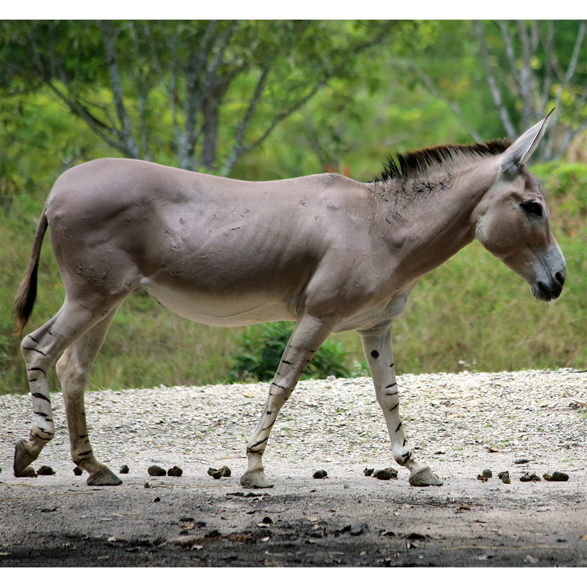 Дикий осёл (Equus africanus) Фото №3