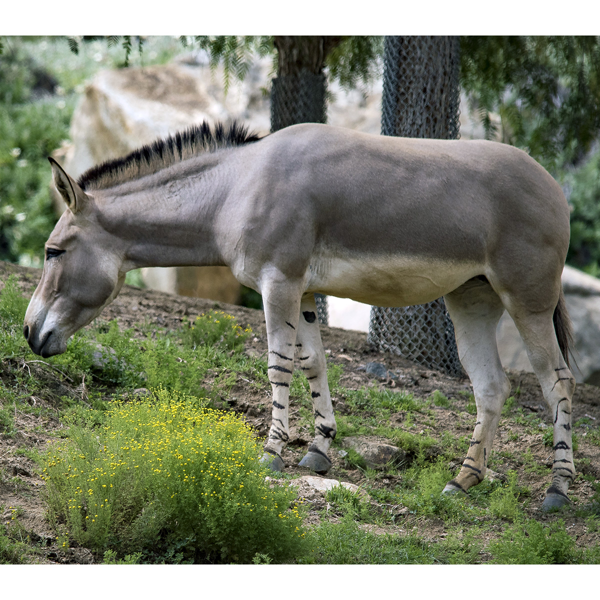 Дикий осёл (Equus africanus) Фото №4