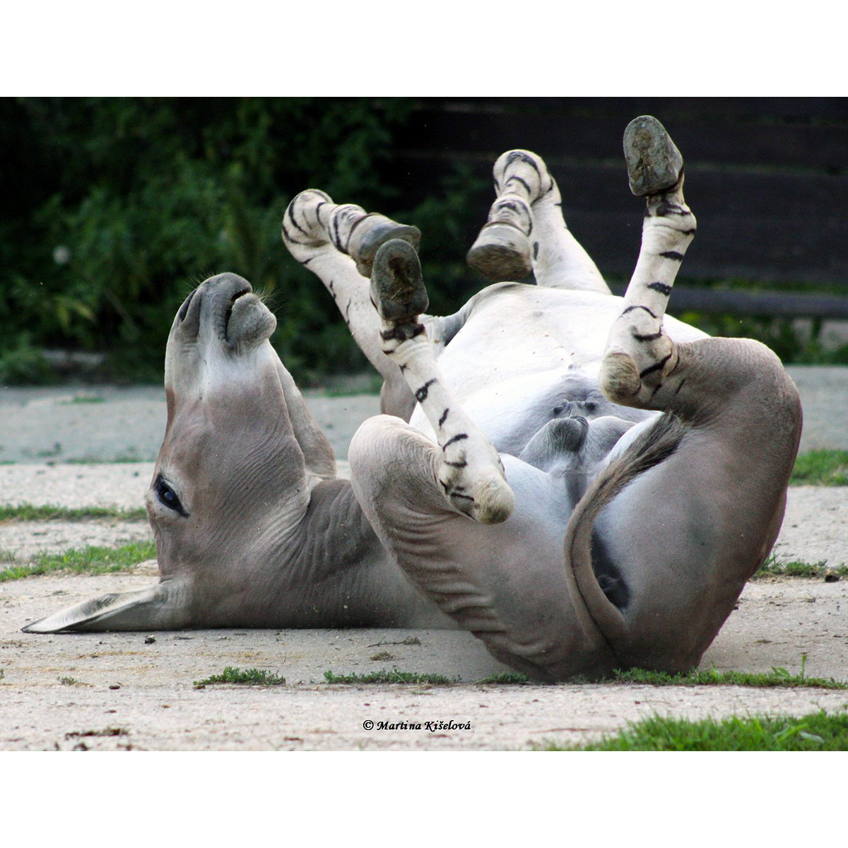 Дикий осёл (Equus africanus) Фото №5