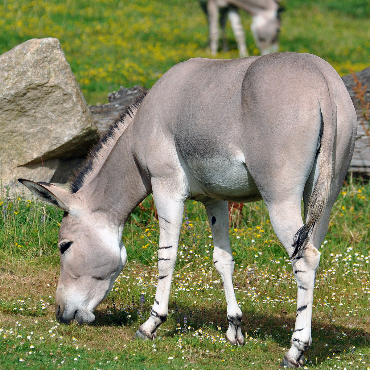 Дикий осёл (Equus africanus) Фото №6