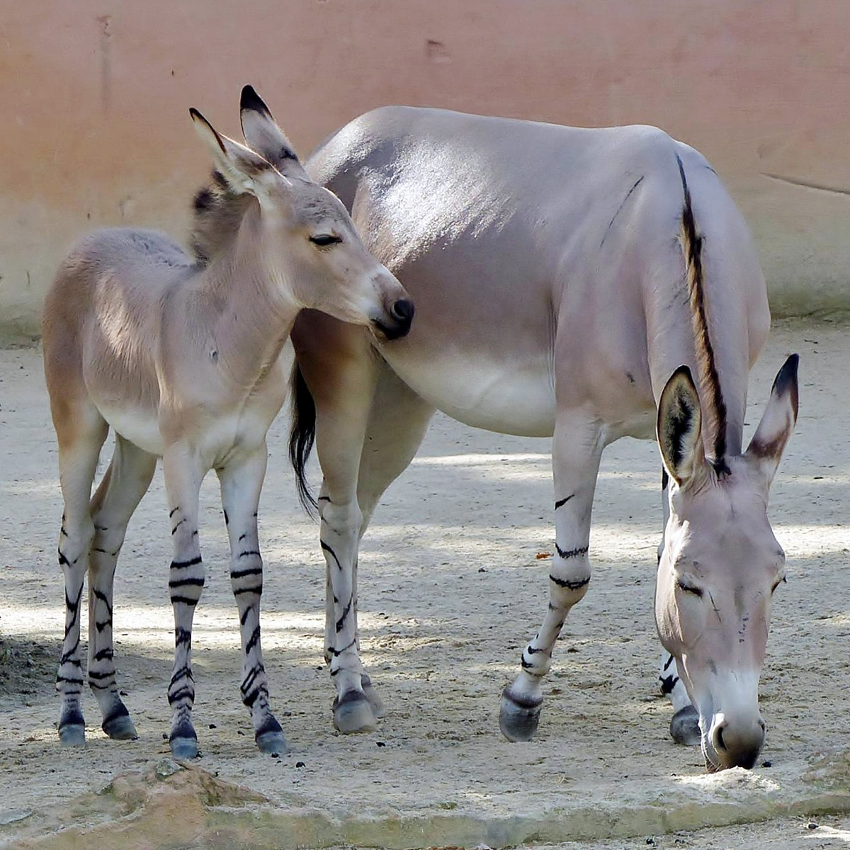 Дикий осёл (Equus africanus) Фото №7