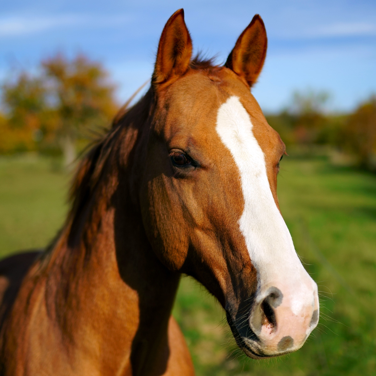 Домашняя лошадь (Equus caballus) Фото №10