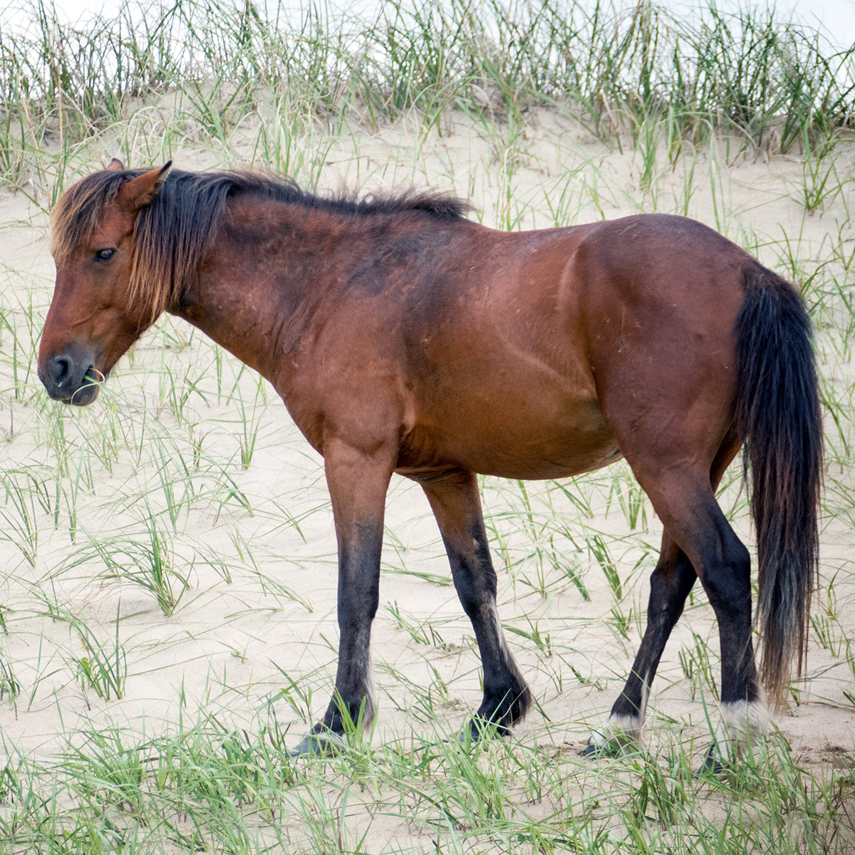 Домашняя лошадь (Equus caballus) Фото №2