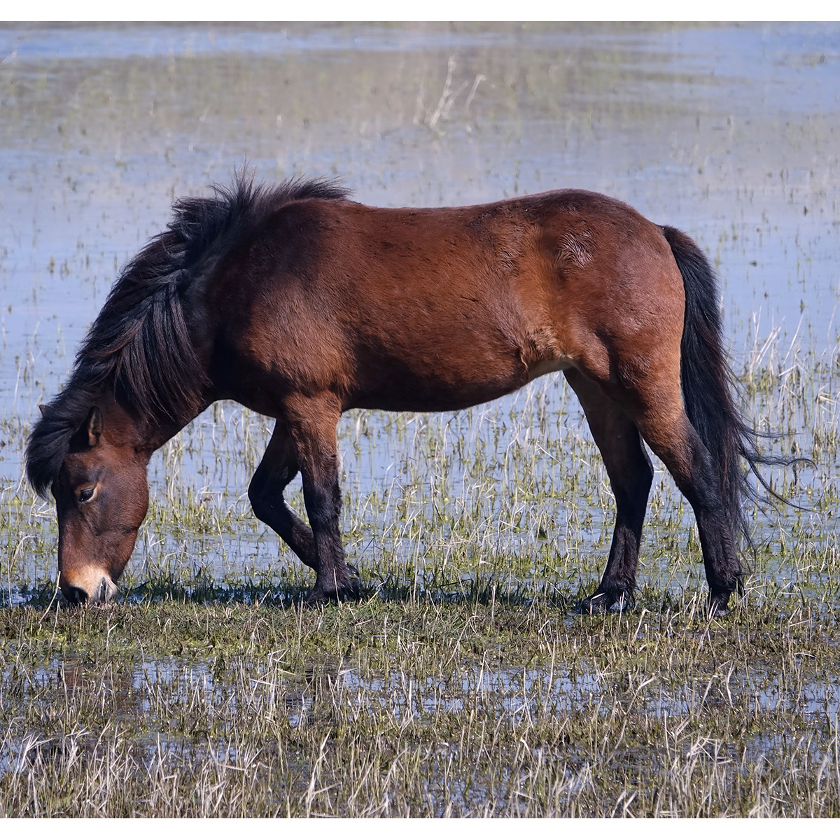 Домашняя лошадь (Equus caballus) Фото №4