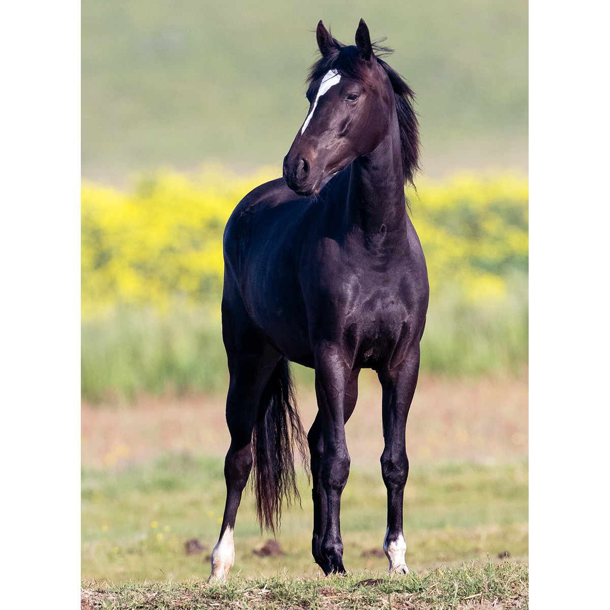 Домашняя лошадь (Equus caballus) Фото №5