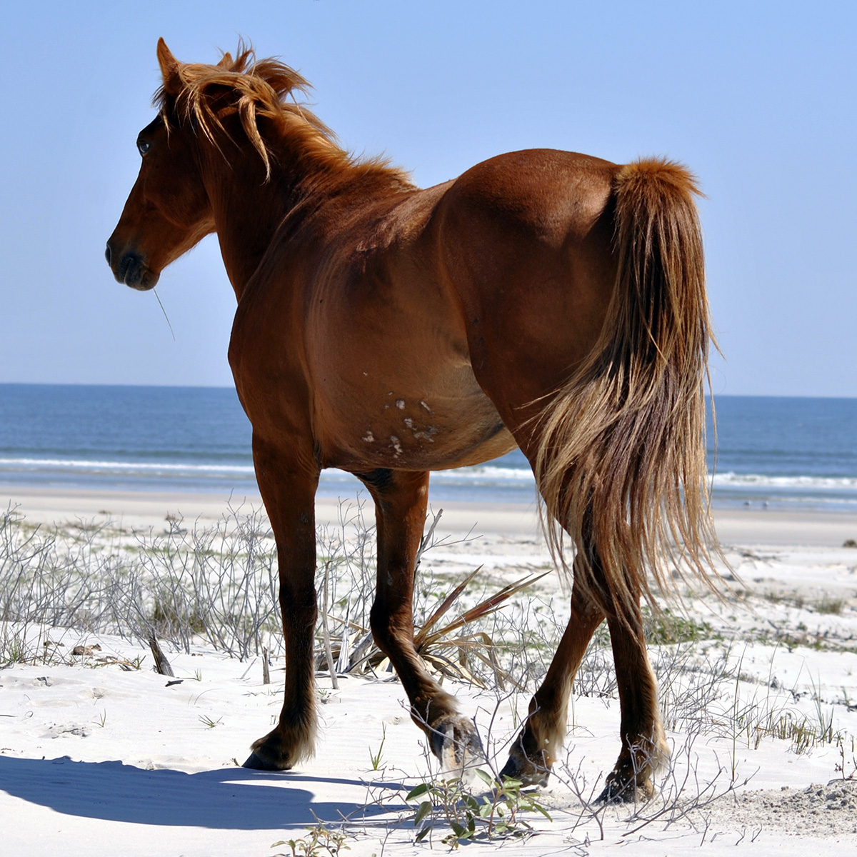 Домашняя лошадь (Equus caballus) Фото №6