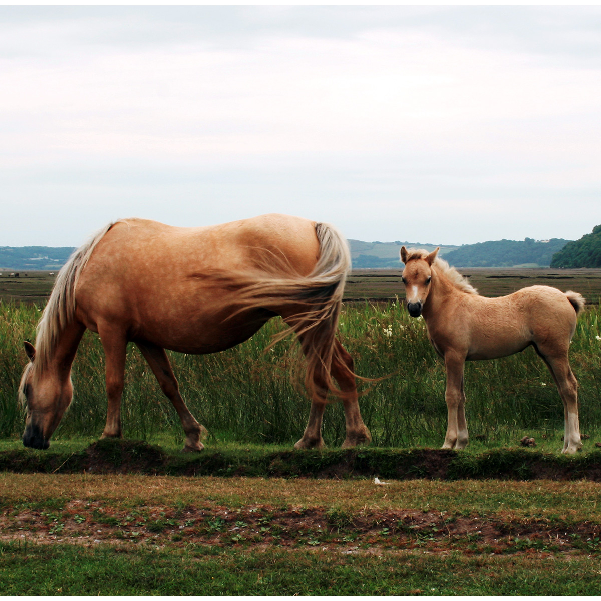 Домашняя лошадь (Equus caballus) Фото №8
