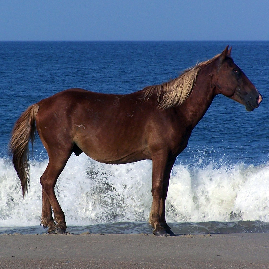 Домашняя лошадь (Equus caballus) Фото №1