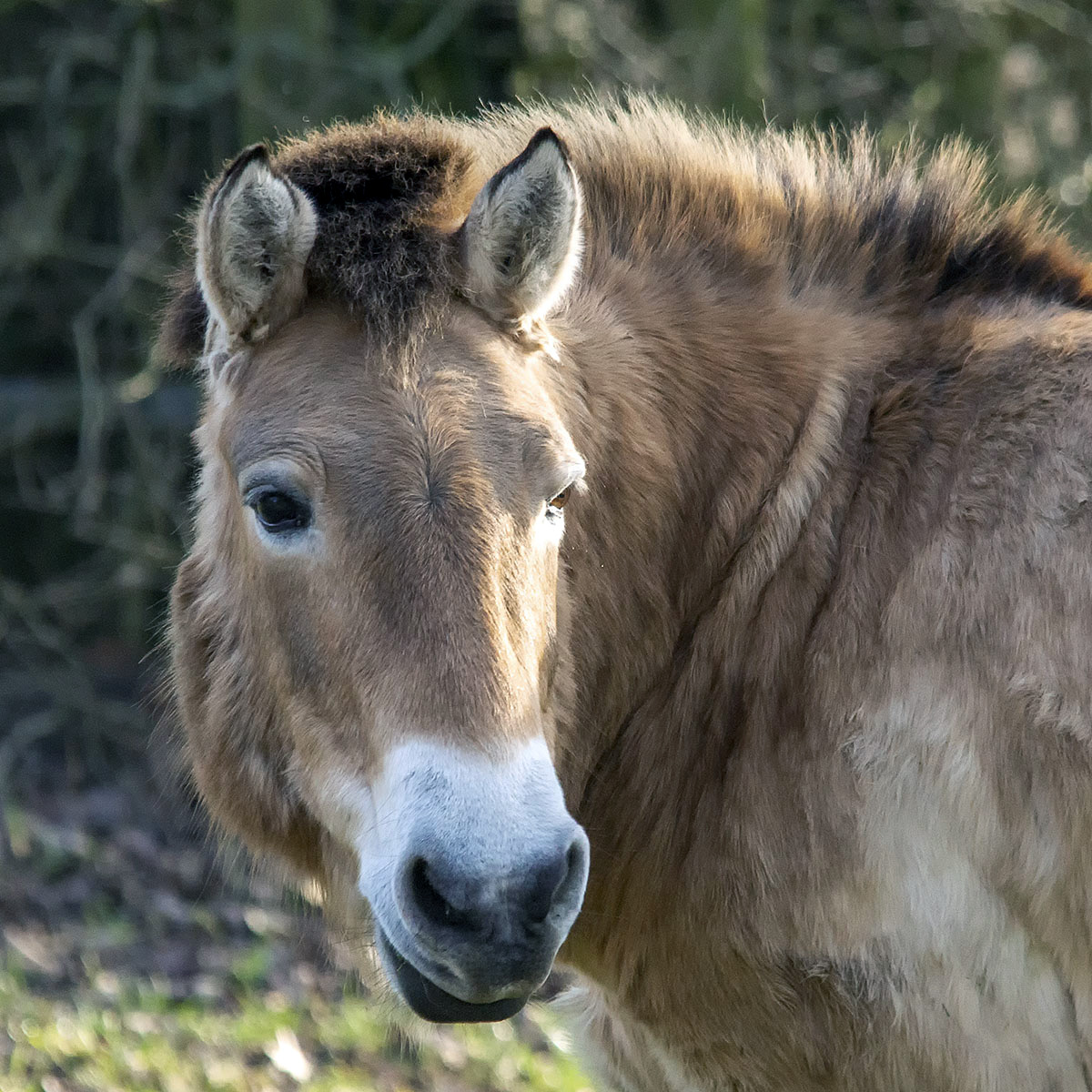 Дикая лошадь (Equus ferus) Фото №10