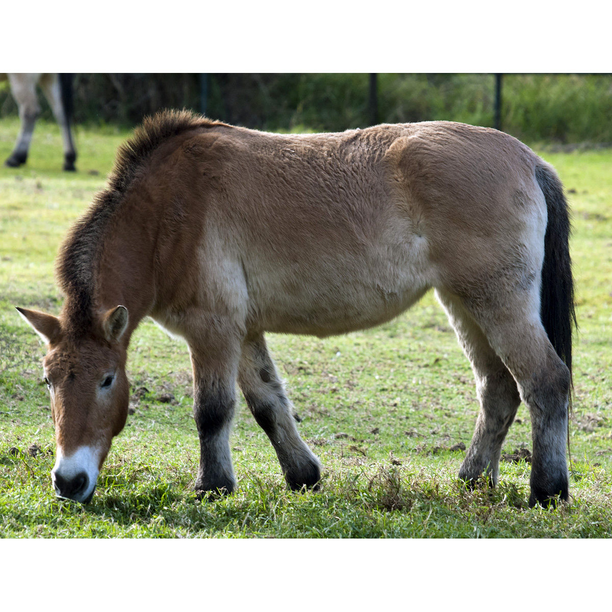 Дикая лошадь (Equus ferus) Фото №2