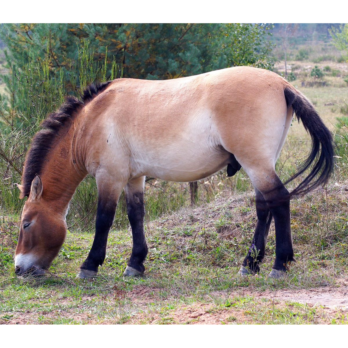 Дикая лошадь (Equus ferus) Фото №4