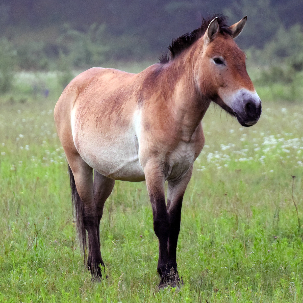 Дикая лошадь (Equus ferus) Фото №5