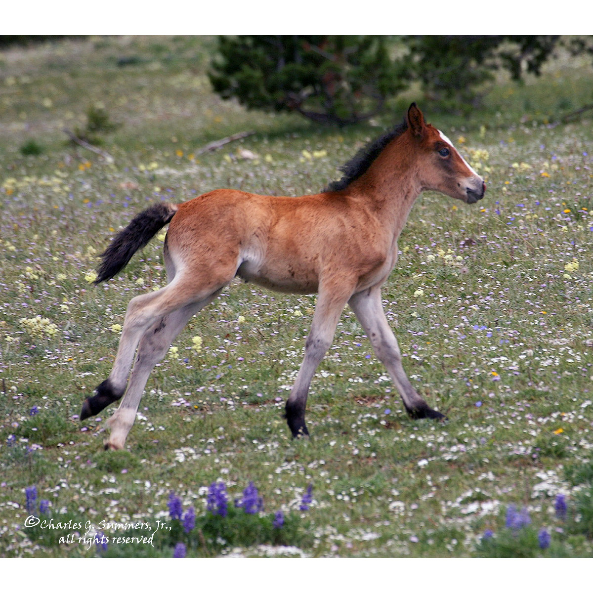 Дикая лошадь (Equus ferus) Фото №9