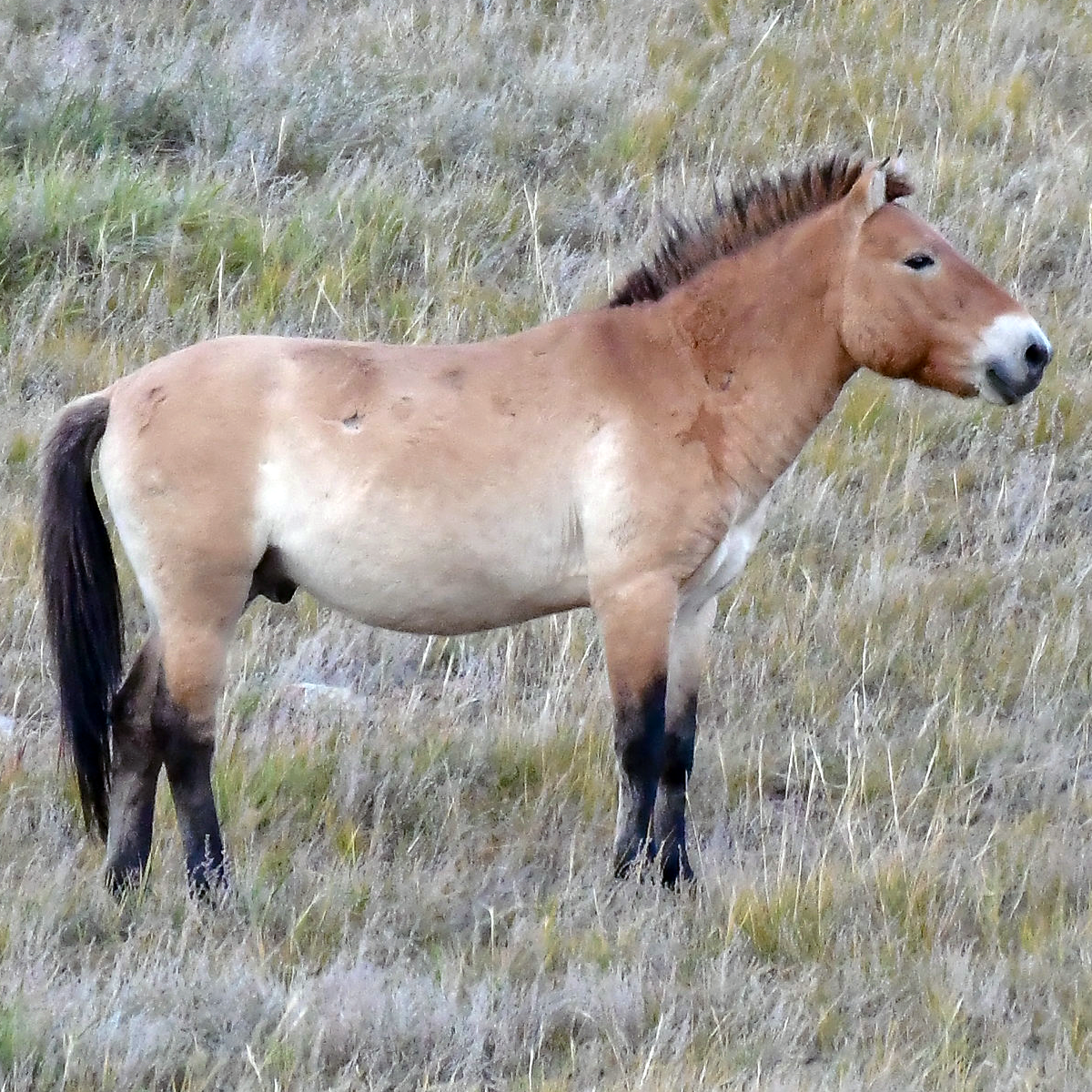 Дикая лошадь (Equus ferus) Фото №1