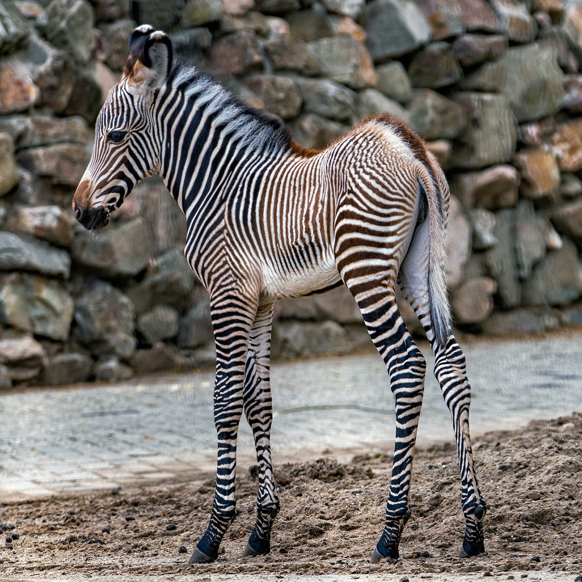Зебра Греви (Equus grevyi) Фото №8