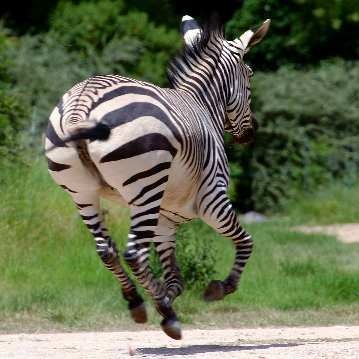 Горная зебра Хартмана (Equus hartmannae) Фото №6