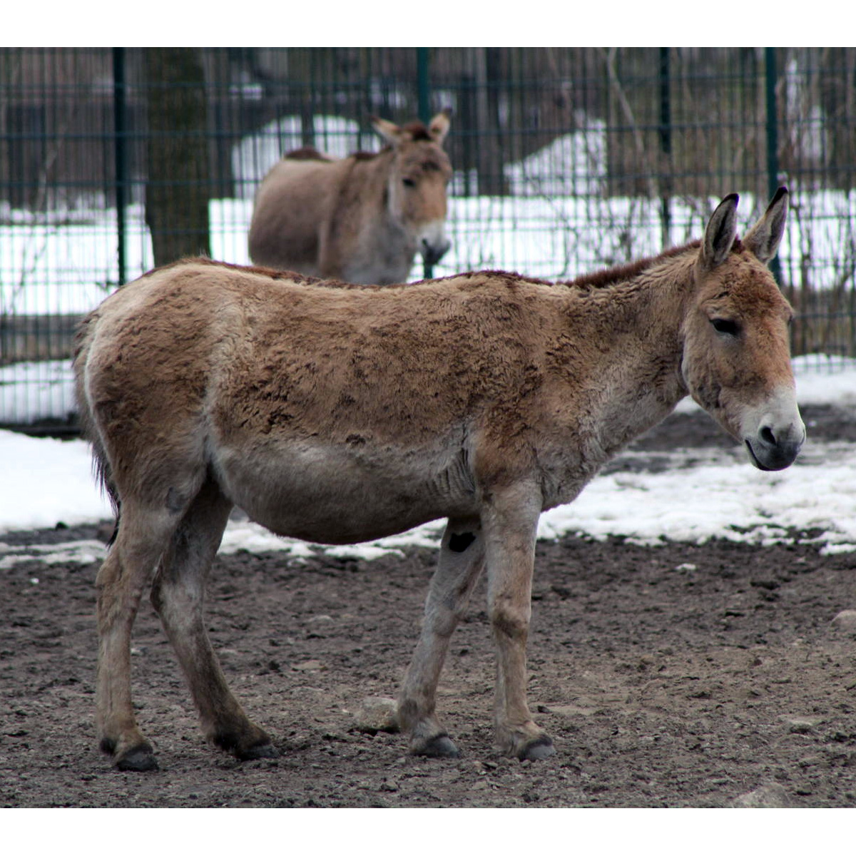 Кулан (Equus hemionus) Фото №3