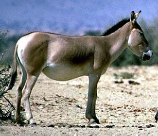 Equus hemionus hemionus