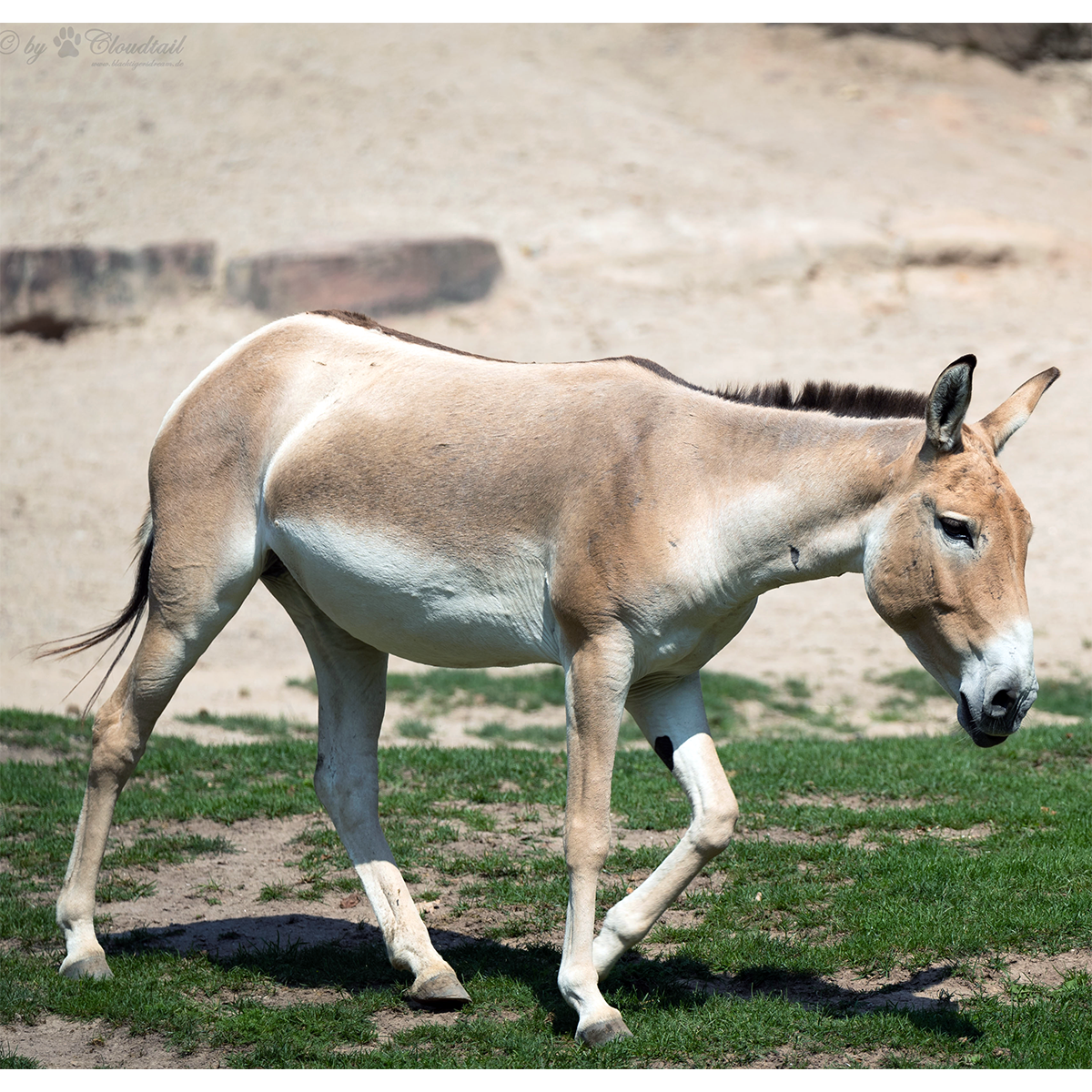 Кулан (Equus hemionus) Фото №1