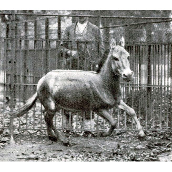 †Сирийский кулан (Equus hemippus) Фото №3