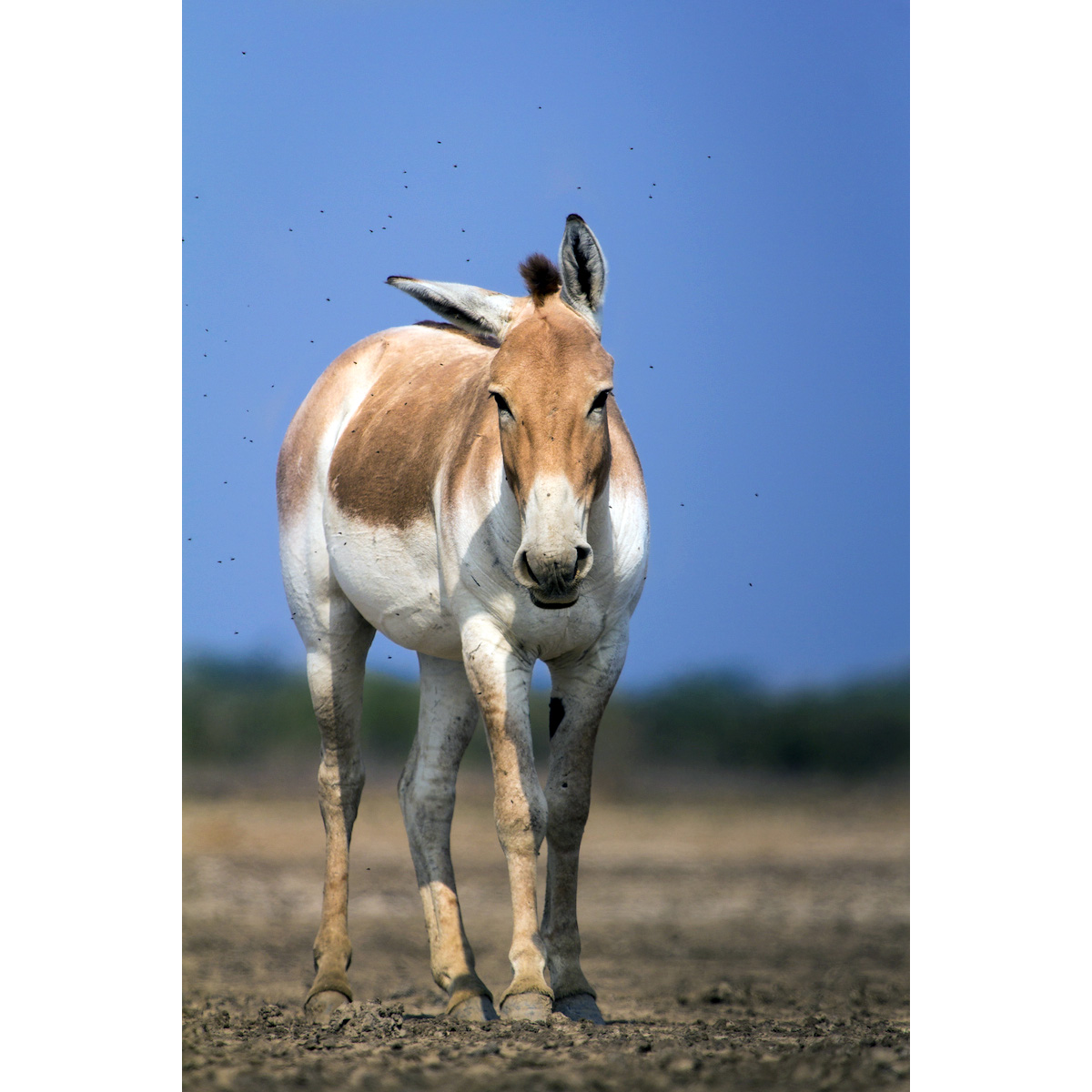 Индийский кулан (Equus khur) Фото №10