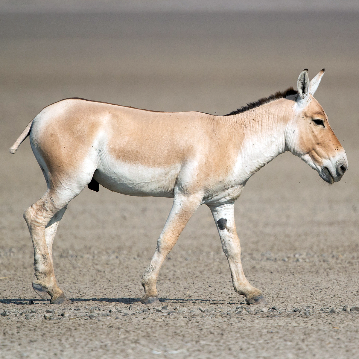 Индийский кулан (Equus khur) Фото №1