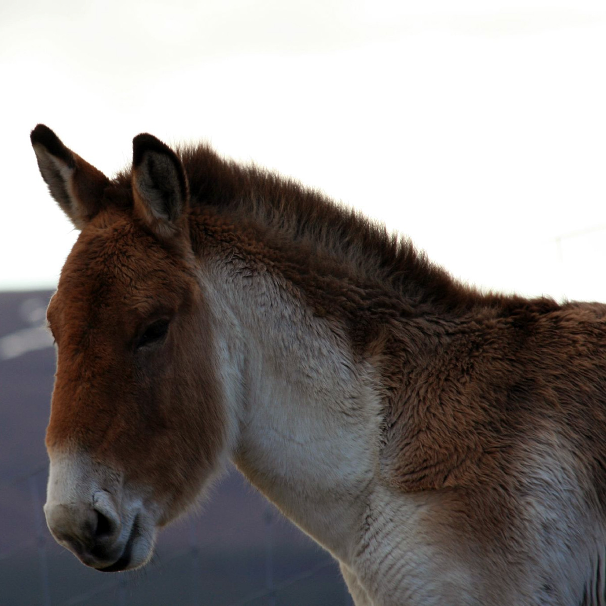 Кианг (Equus kiang) Фото №10