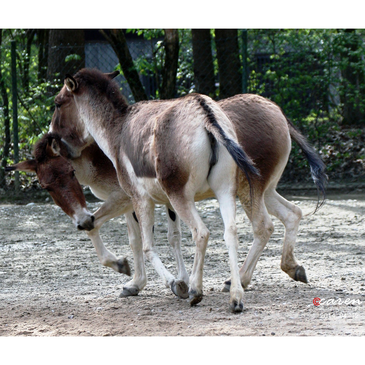 Кианг (Equus kiang) Фото №6