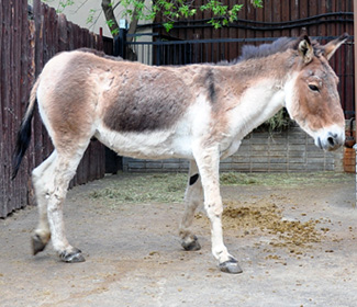 Equus kiang holdereri