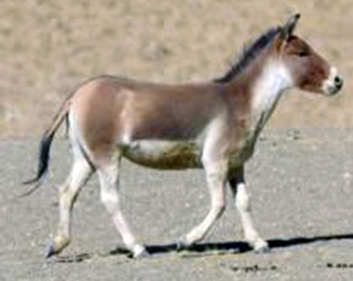 Equus kiang kiang