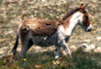 Equus kiang polyodon